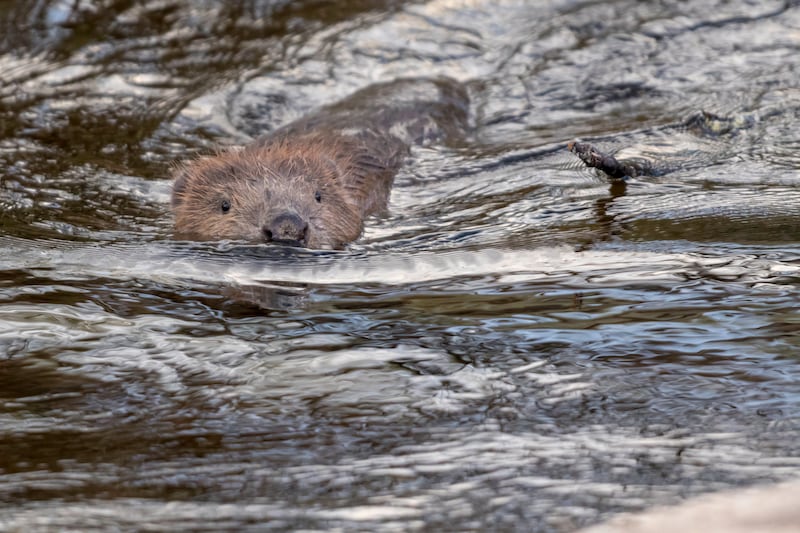 Beaver swimming through the water