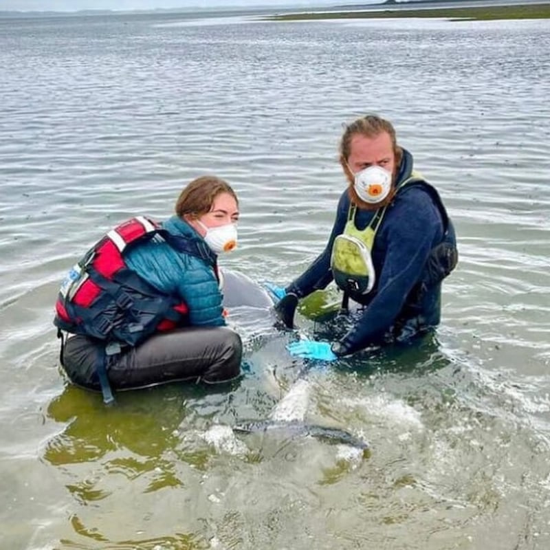 Rescue workers Josh and Ruby came to the aid of two dolphins that became stranded in Strangford Lough. Picture,  Rescue First Aid Training.