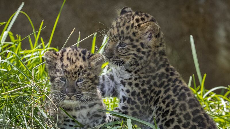 The Amur leopard cubs are now exploring outside every day.