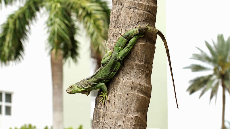 It was chilly enough to immobilise green iguanas that are a common sight in Miami’s suburbs.
