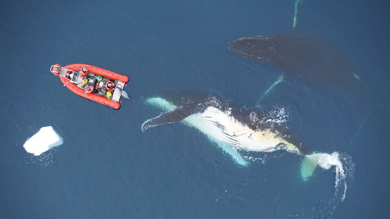 Feeding strategy strongly influences the size of whales, new research suggests.