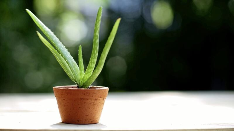 Aloe vera is regarxded as &#39;the most aesthetically pleasing houseplant&#39; with more than 2.3 billion views on TikTok 