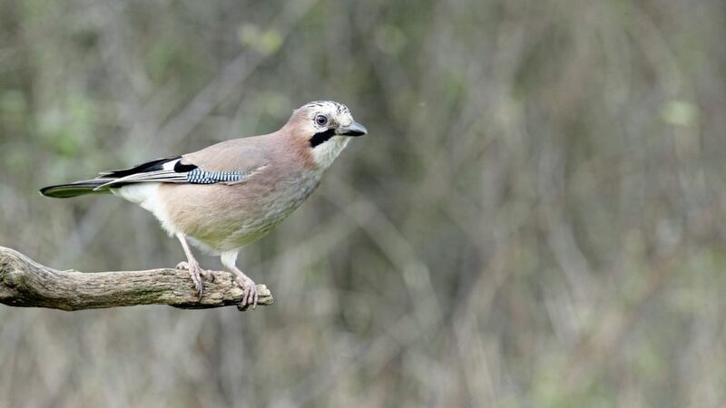 Jays are fairly widespread in Ireland but notoriously hard to spot 