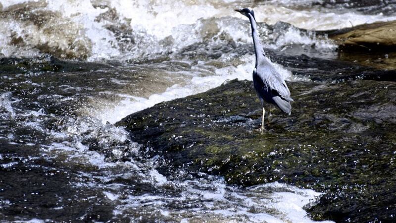 A grey heron fishing on the Garavogue in Sligo 