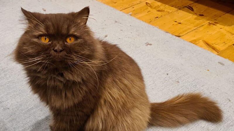 ‘Ivan’ was handed into Southampton Cats Protection before being transferred to an adoption centre on the island.