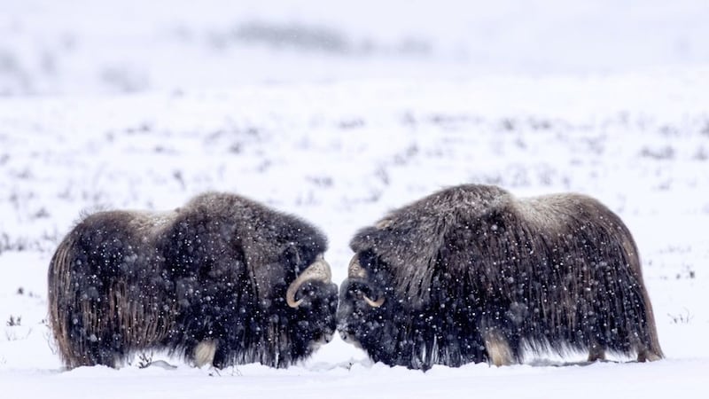 Musk oxen square up to each other in Norway&#39;s Dovrefjell National Park 