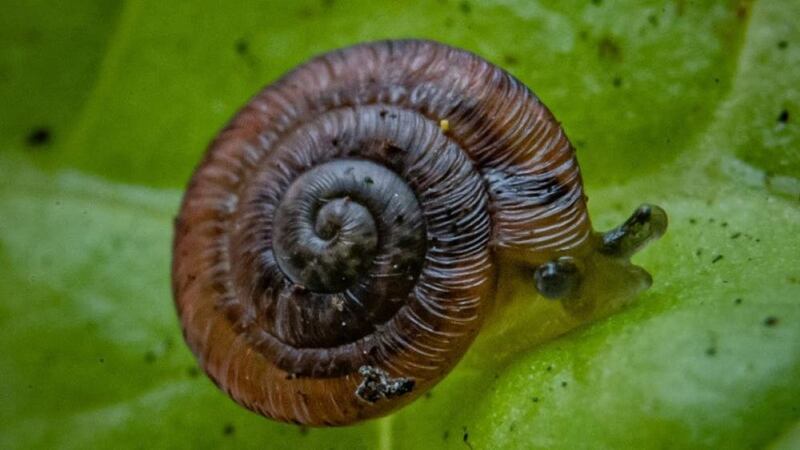 The snails are now believed to be the last of their kind on the planet after being saved from extinction by experts.