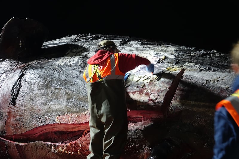 ZSL's Rob Deaville opens the whale's abdomen (ZSL-CSIP/PA)