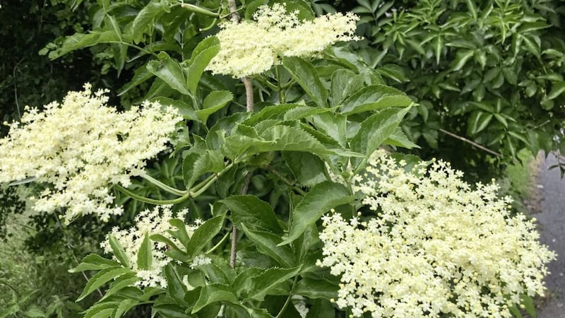 Elder flowers are the scent of midsummer. Picture by Mal McCann 