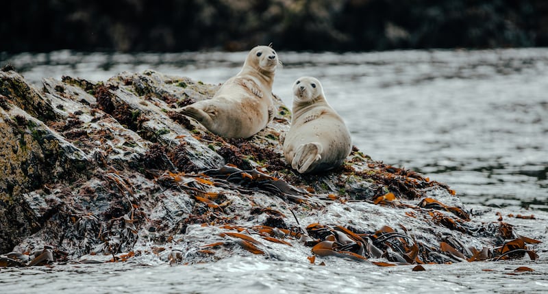 Two seals sitting on a rock 