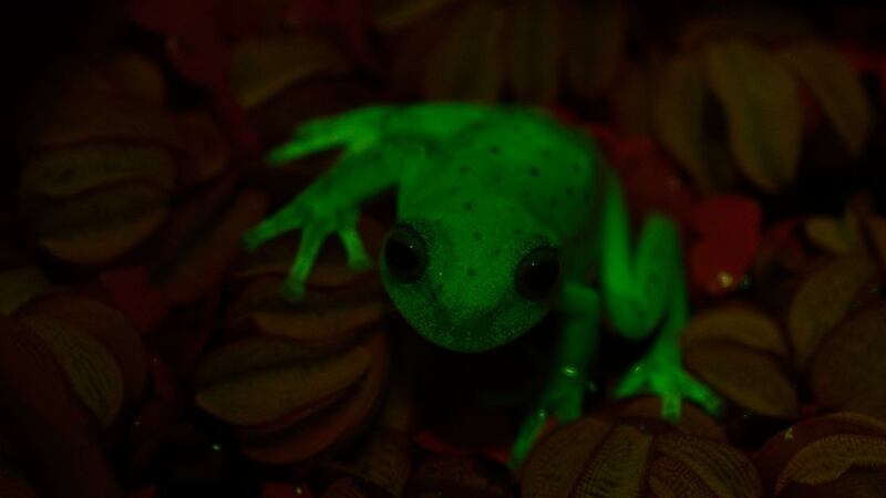 Under ultraviolet light, the South American polka dot tree frog glows bright green.
