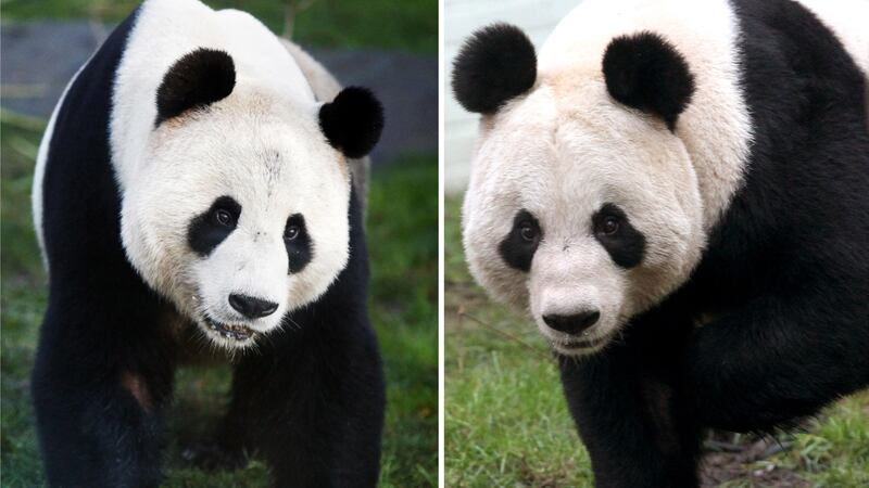 The pair have been on loan from China to Edinburgh Zoo since 2011.