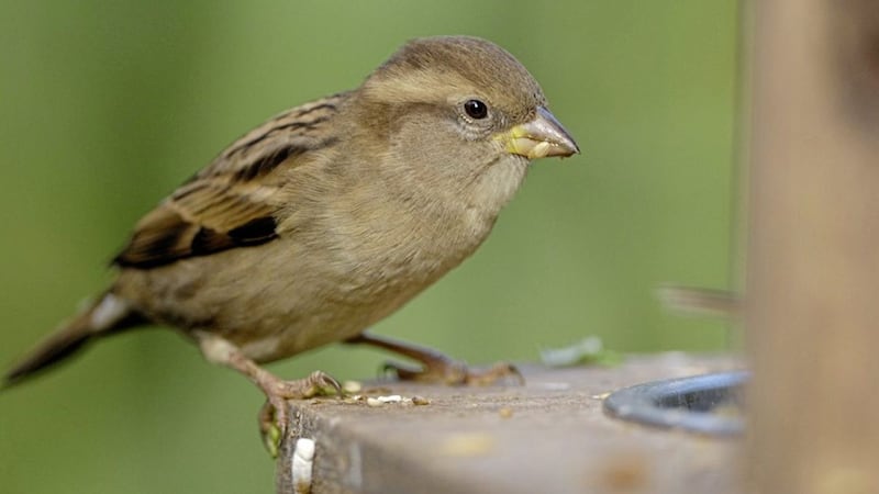 House sparrow took top spot in the bird watch survey. Picture by Ray Kennedy/ RSPB 