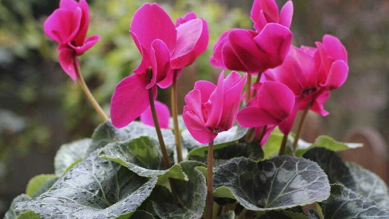 Indoors or out cyclamen will lift the winter gloom 