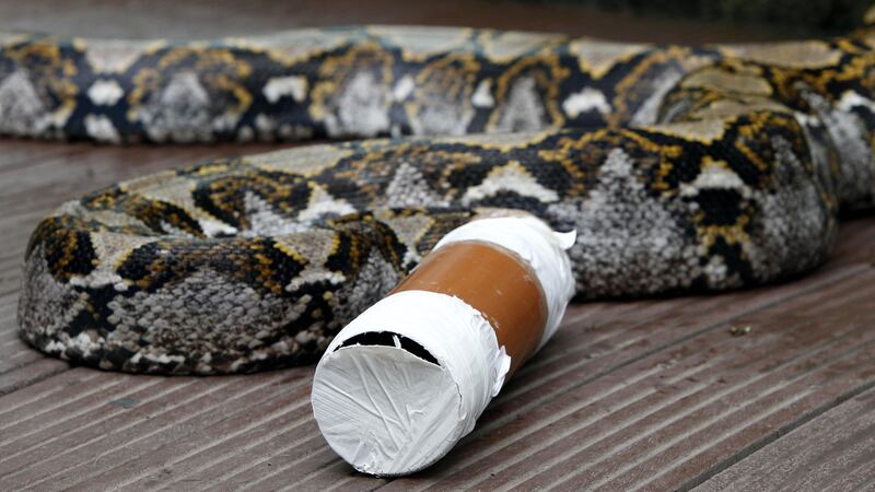 The surprised householder from Crayford, London, quickly scooped up her cat and went inside when she saw the snake.