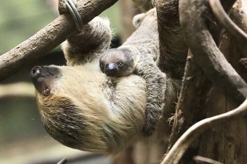 ‘Inquisitive’ baby two-toed sloth born at London Zoo