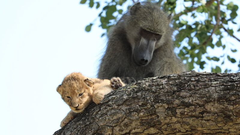 The male was grooming the lion cub as if it was a baby baboon, said safari operator Kurt Schultz.