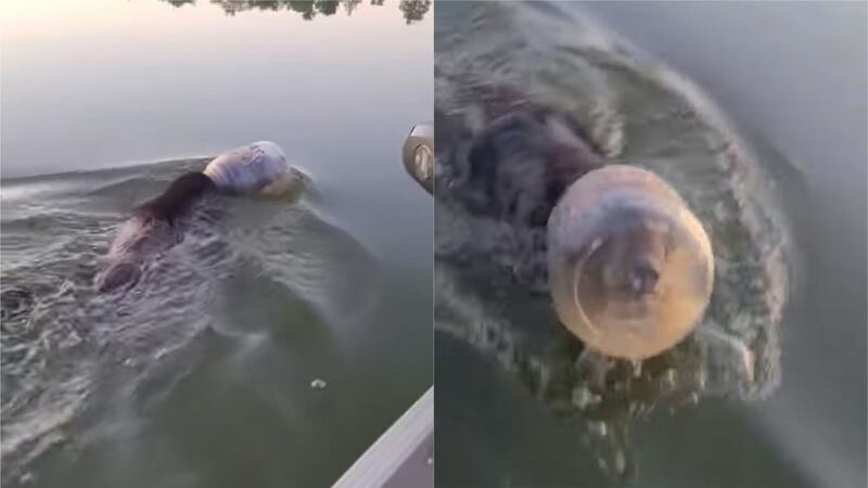 The family had been fishing on the lake in Wisconsin, US, when they came across the trapped animal.