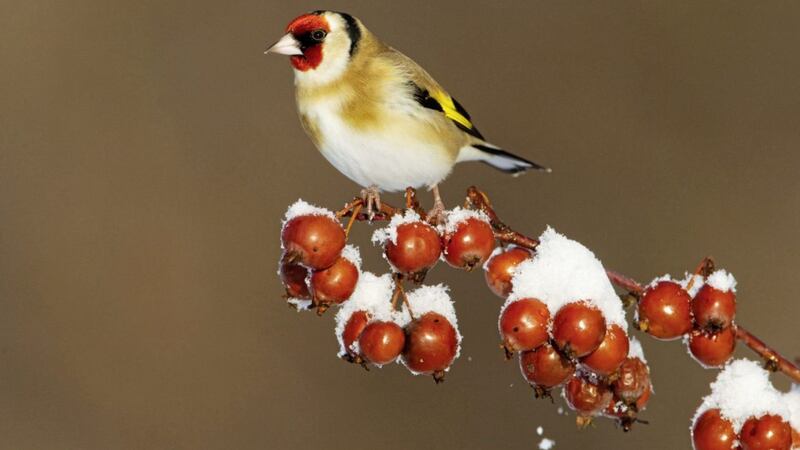 Goldfinch (Carduelis carduelis) &ndash; see if you can spot any between January 27 and 29 