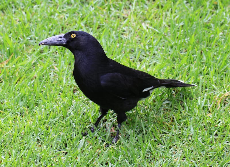 Pied currawong.