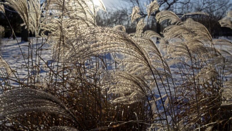 Miscanthus sinensis &#39;Morning Light&#39; &ndash; also known as Japanese silver grass 
