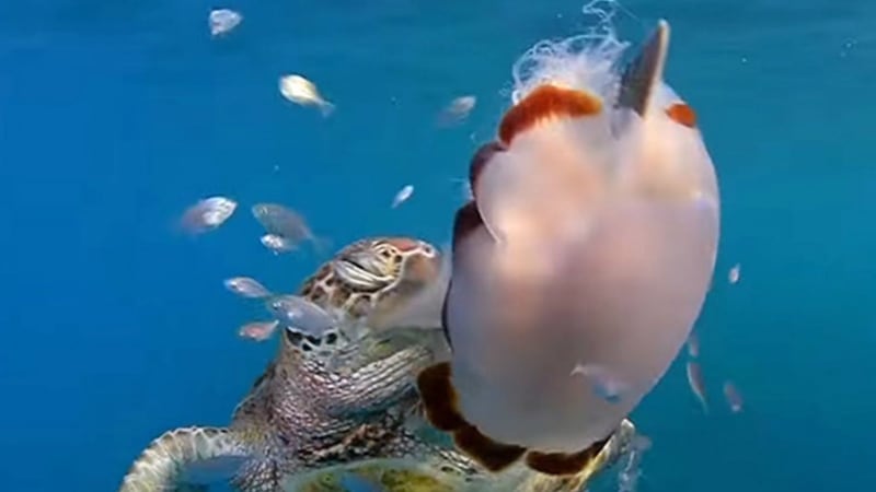 Turtles repurpose flippers to grasp, strike and corral prey.