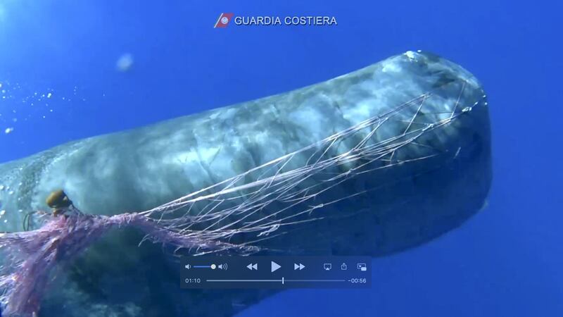 The whale had been spotted struggling in the Tyrrhenian Sea off Italy’s west coast on Saturday.