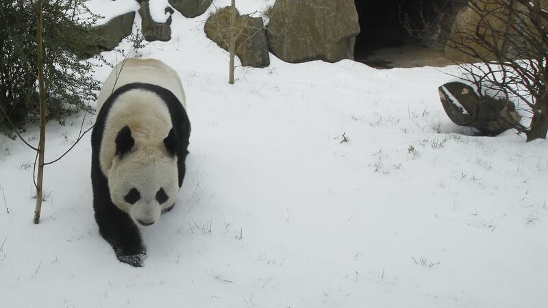 Pandas, camels, snow leopards … they’re all loving the white stuff.