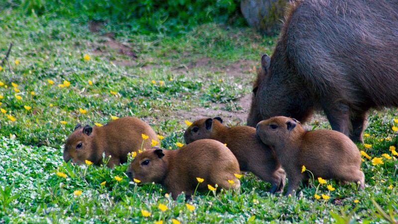Adult capybaras can reach the size of sheep.