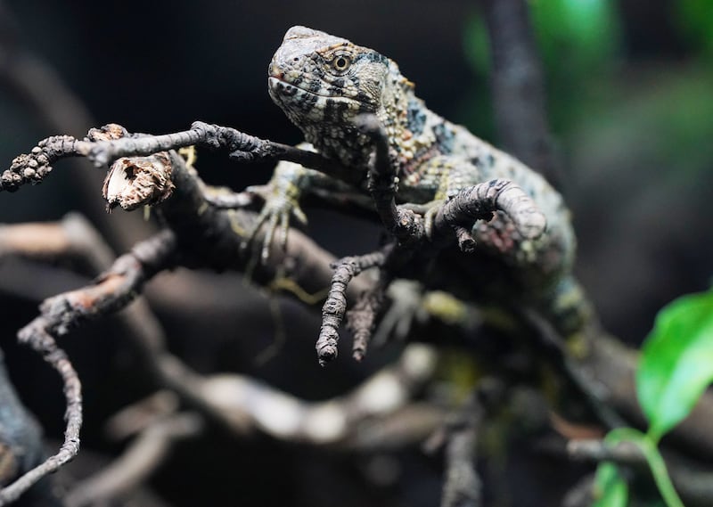 A crocodile lizard at London Zoo’s new reptiles and amphibians exhibit