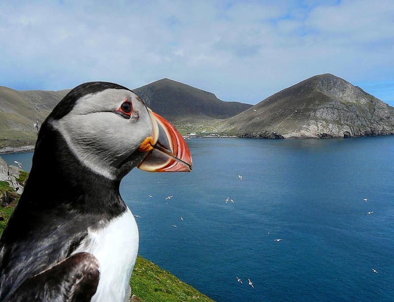 Puffin colony breeding figures down