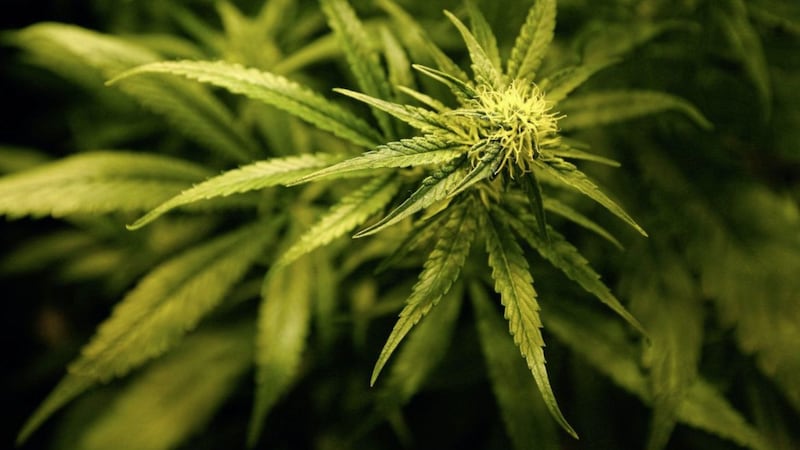 Proposals to relax the Republic&#39;s laws on cannabis are due to come before government in coming weeks 