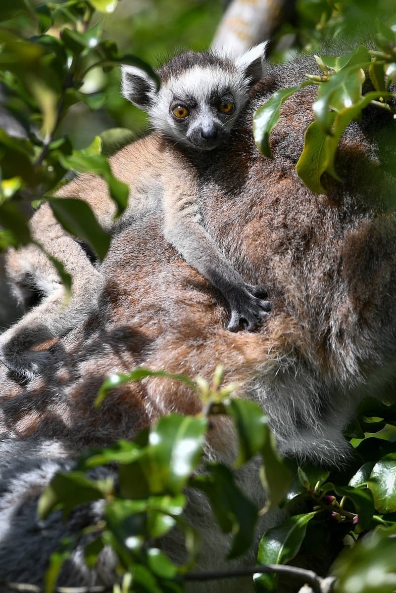 A baby ring-tailed lemur clings to its mum's back at Bristol Zoo Gardens (Ben Birchall/PA)