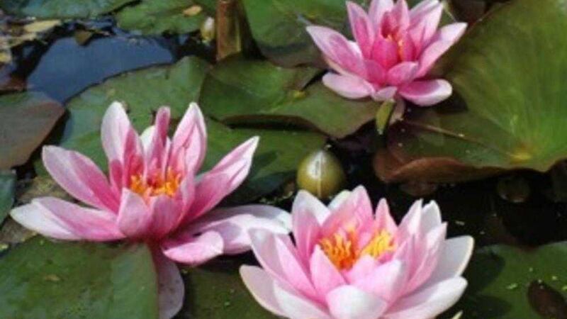 Water lilies will flower throughout the summer 