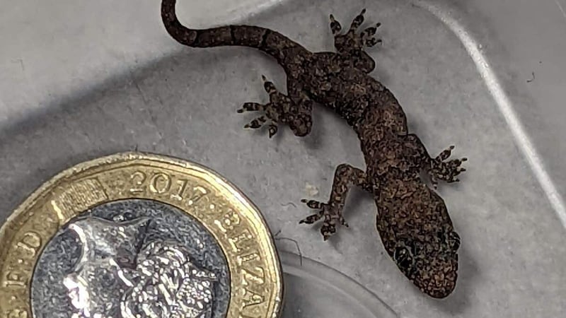 The lizard was picked up by the RSPCA and taken to an exotic animal rescue centre.