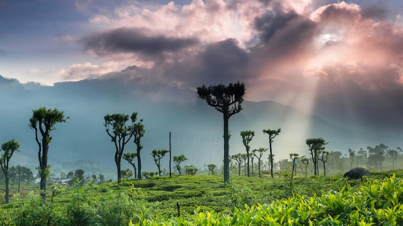 Hike through tea plantations, forests and rice paddies in Sri Lanka’s Central Highlands (Alamy/PA)