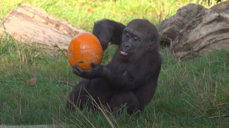 Halloween has come early at the zoo.