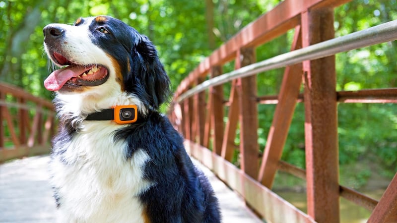 The Scout Traks is a health and fitness companion for man’s best friend.