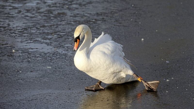 A swan struggles with the frozen pond at the Waterworks in north Belfast. Picture by Mal McCann 