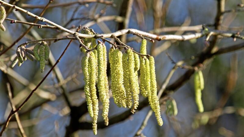 Catkins in bloom 