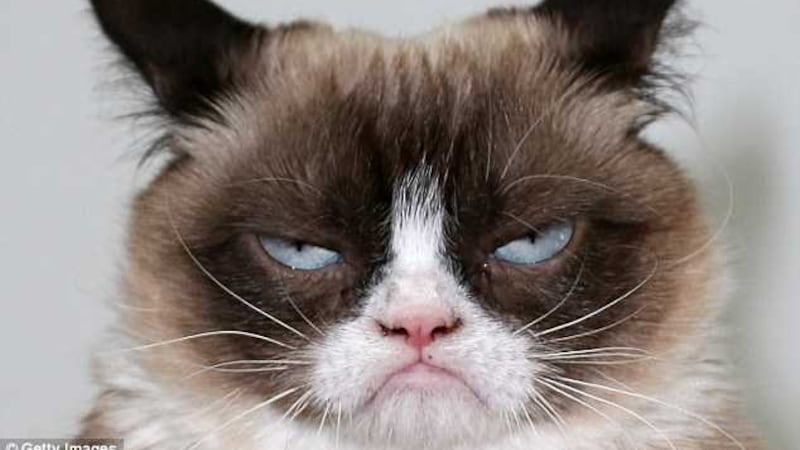 Some 15 per cent said they shared cat content hoping their pet would become as famous as online sensation Grumpy Cat&nbsp;