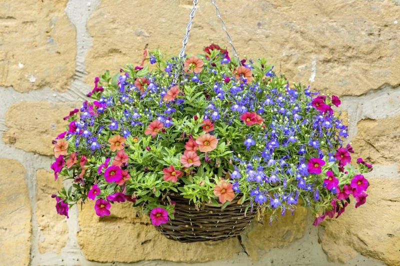 If plants are in a sheltered position close to the house they will still need a regular soaking 