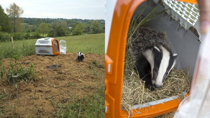 The badger cub had been found barely conscious after inclement weather.