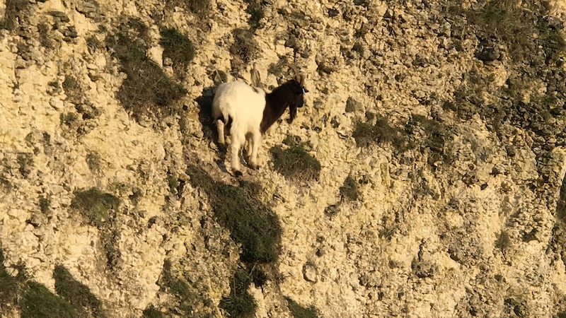 Firefighters managed to reach the goat after a challenging rescue mission.