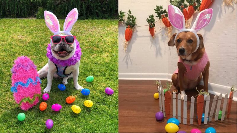 Because dressing up your pooch is what this time of year is all about, right?