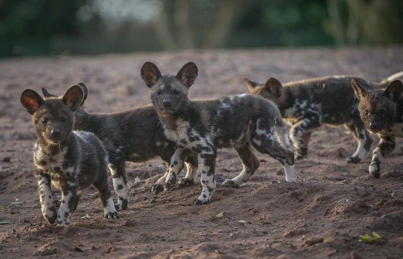 Painted dogs with their ears up