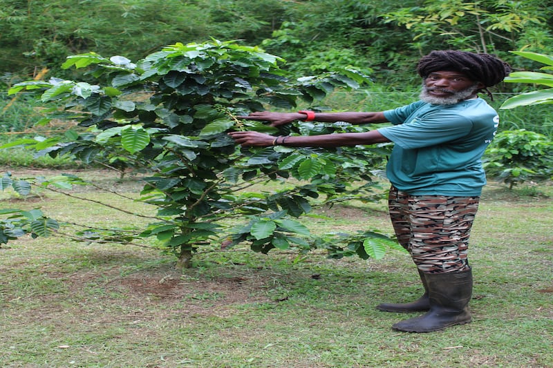 Liamuiga Natural Farm guide Kerryn “Tiem” Williams shows visitors around.
