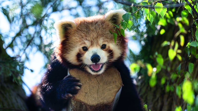 A red panda and okapi are among the beasts to join the menagerie at Marwell.