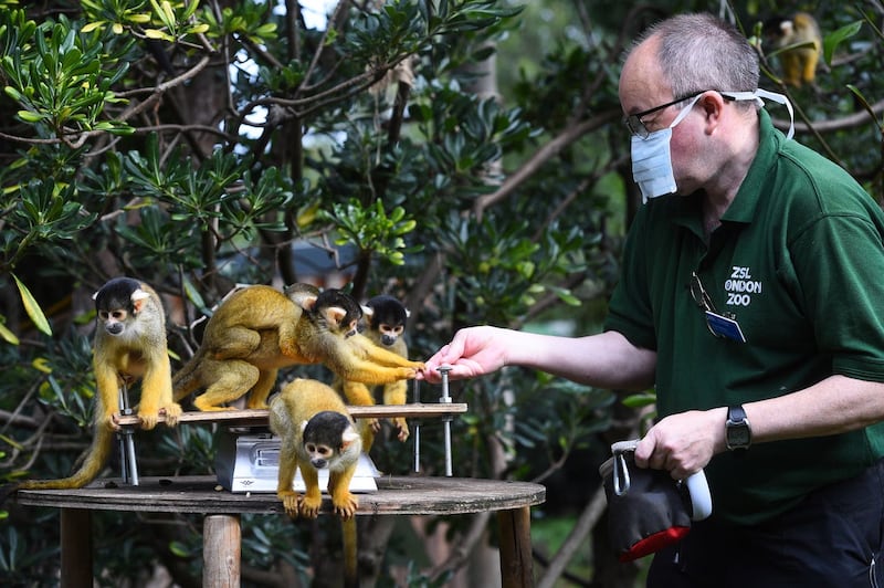 Senior keeper Tony Cholerton weighs squirrel monkeys, during the annual weigh-in at ZSL London Zoo 
