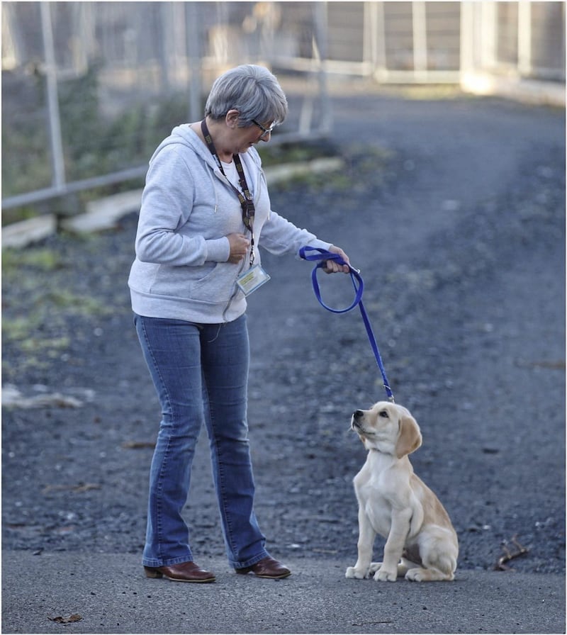 Lorna Boyde with puppy Frank, who is the 200th puppy to be &#39;puppy walked&#39; in Northern Ireland. Picture by Hugh Russell 